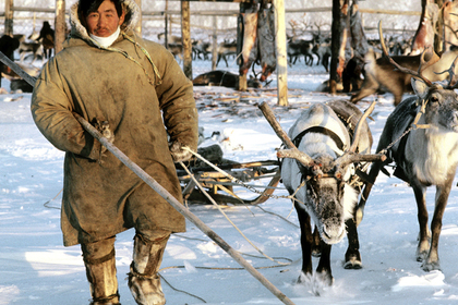 На Таймыре запретили срезать рога с дикого северного оленя