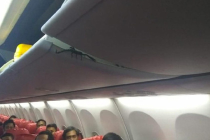 Скорпион пробрался в салон самолета и всполошил пассажиров