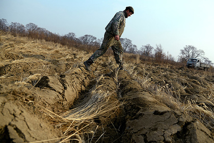 Россия обеспечила независимость своих семян пшеницы