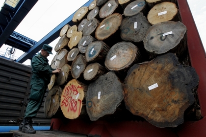 Контрабанду леса на 700 миллионов рублей выявили в Приморье