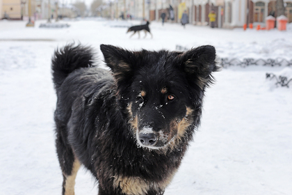 Хозяин изувеченной собаки потребовал 50 тысяч рублей за разрешение ее вылечить