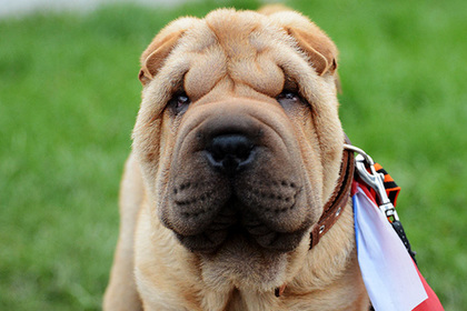МВД России записало шарпея в собаки-убийцы