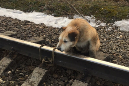 Машинист остановил поезд и спас привязанную к рельсам собаку