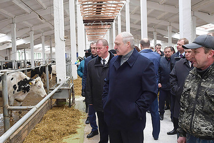 Лукашенко уволил губернатора из-за «Освенцима» на коровьей ферме