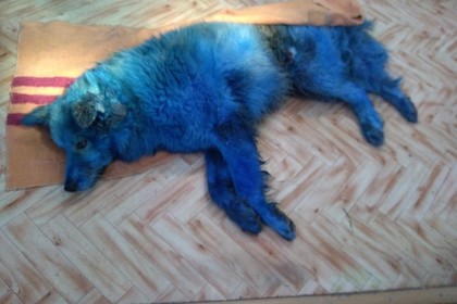 В российском городе погибла замученная синяя собака