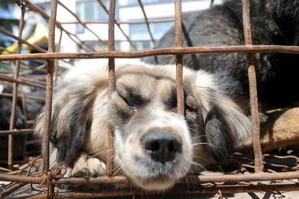 Россияне начали гонения на корейцев из-за поставок пропавших собак в рестораны