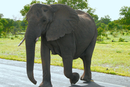 Слон убил браконьера на глазах у его друзей
