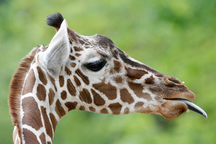 Жирафу в зоопарке попытались скормить пачку денег