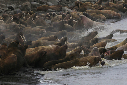 Туристов научат вести себя на лежбищах атлантических моржей