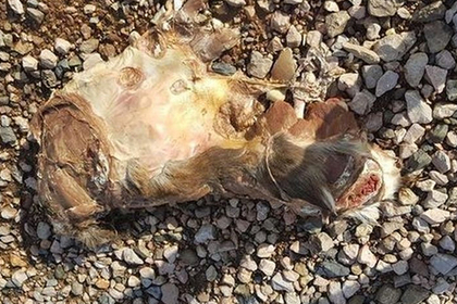 Останки загадочного существа обнаружили на пляже в Великобритании