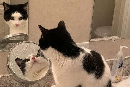 Кошка посмотрела в два зеркала одновременно и запутала пользователей сети