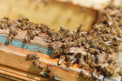 800 пчел остановили на границе России и Украины