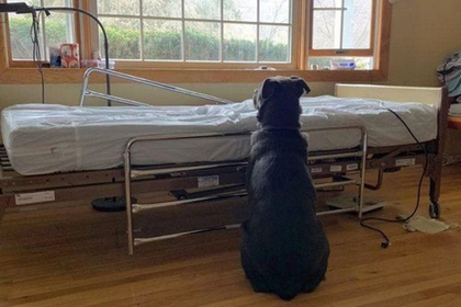 Верный пес остался ждать умершего хозяина у больничной койки
