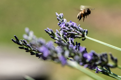 Объяснена массовая гибель пчел в России