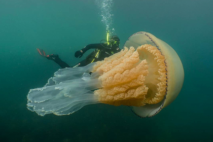Найдена аномально большая медуза размером с человека