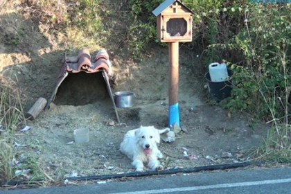 Преданный пес полтора года сидел на месте гибели хозяина и растрогал людей