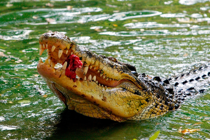 Мужчина помылся в реке и погиб в пасти крокодила