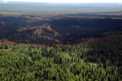 Экологи предсказали исчезновение российского леса через 10 лет
