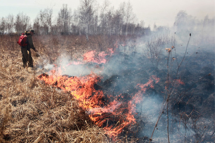 Власти уличили в искажении данных о лесных пожарах в России