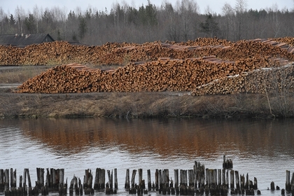 Россия задумалась о запрете поставок леса в Китай