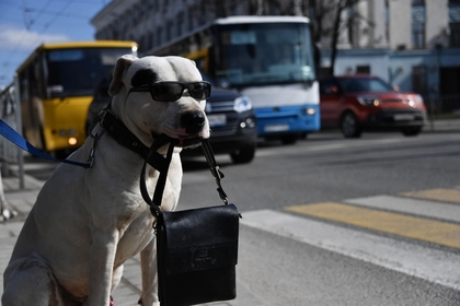 Россиян предложили штрафовать за выгул опасных собак без намордника
