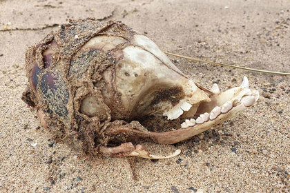 Найден загадочный череп с красным пятном
