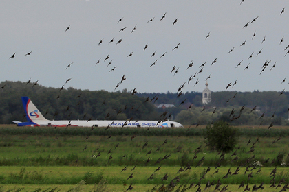 Власти озаботились птицами после аварийной посадки A321 в поле