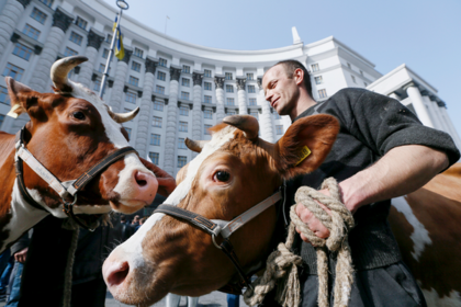 В партии Порошенко предложили отдать деньги студентов коровам