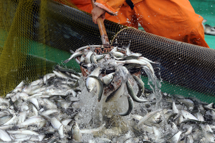 Изменение квот на вылов рыбы в России отложили