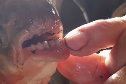 В России поймали странную пиранью с человеческими зубами