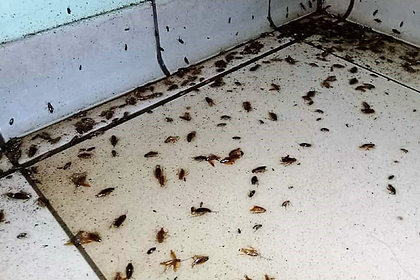 Тараканы захватили многоквартирный дом под Москвой