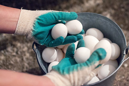 Россиянам назвали оптимальное число яиц в день