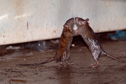 Изгнанная из российской многоэтажки стая крыс захватила соседний дом