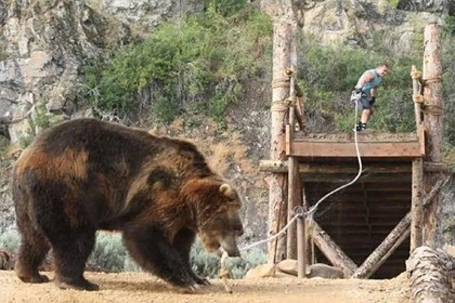 Телешоу о соревнованиях медведя с человеком разгневало зоозащитников