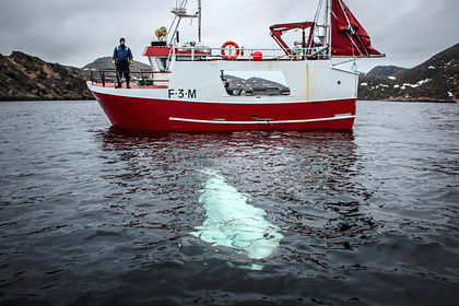 В резвящемся в море ките усмотрели российского шпиона