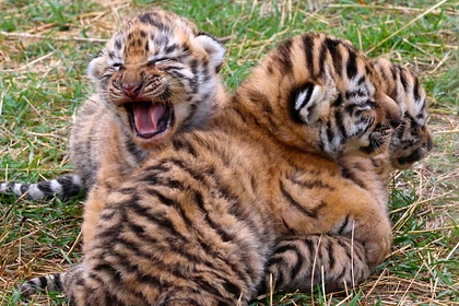 Амурские тигрята в сафари-парке «Тайган»
