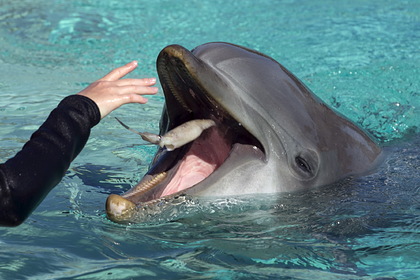 Взбесившиеся дельфины попытались утопить и искусали десятилетнего ребенка