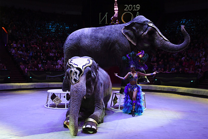 Мединский отказался запрещать выступления животных в цирке
