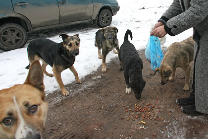 В России нашли обглоданный собаками труп ребенка