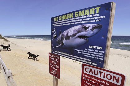 В Австралии акулы съели футболиста