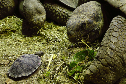 Оплодотворившего сотни черепах самца спустя 60 лет отпустили домой