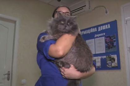 На Украине появилась вакансия обнимателя котов