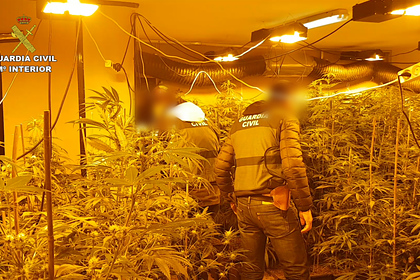 Гражданская гвардия ликвидирует опасную преступную организацию, специализирующуюся на выращивании и генетической модификации марихуаны