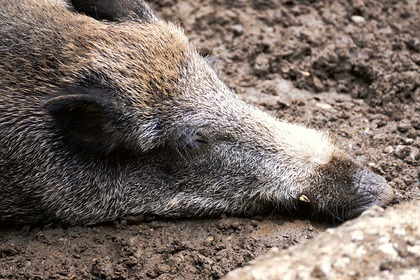 В российском регионе выявлена вспышка африканской чумы свиней