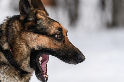 Россиянин украл чужую собаку из ветклиники и съел