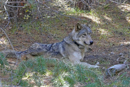 Одинокая волчица прошла тысячи километров в поисках самца и умерла