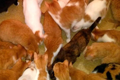 В квартире москвички развелось более сотни кошек