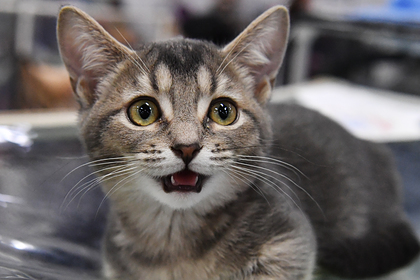 Котенок породы манчкин на выставке-продаже