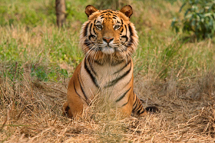 Тигр растерзал леопарда в борьбе за территорию и полакомился его внутренностями