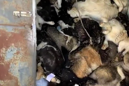 В Якутске нашли контейнер с сотней собак и кошек с перерезанным горлом